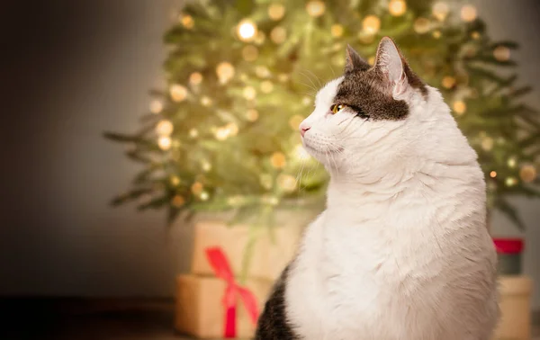 クリスマス ツリーの背景の上の猫 — ストック写真