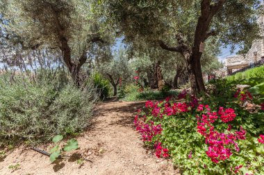 JERUSALEM, ISRAEL - CIRCA MAYIS 2018: Gethsemane 'nin görüntüsü Mayıs 2018' de Kudüs 'te.