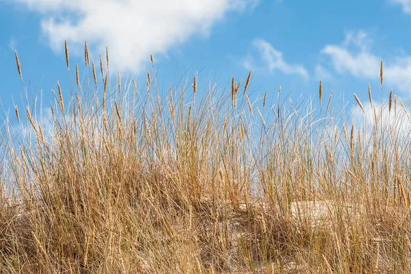 Ostsee — Stockfoto