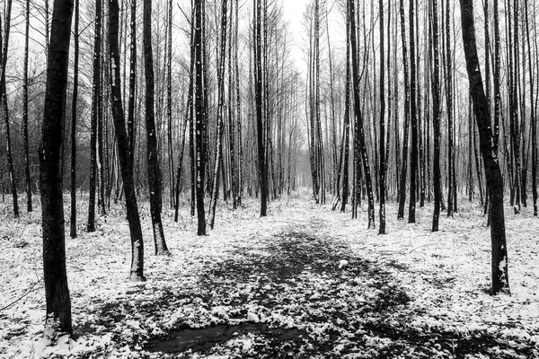 Pădurea — Fotografie, imagine de stoc