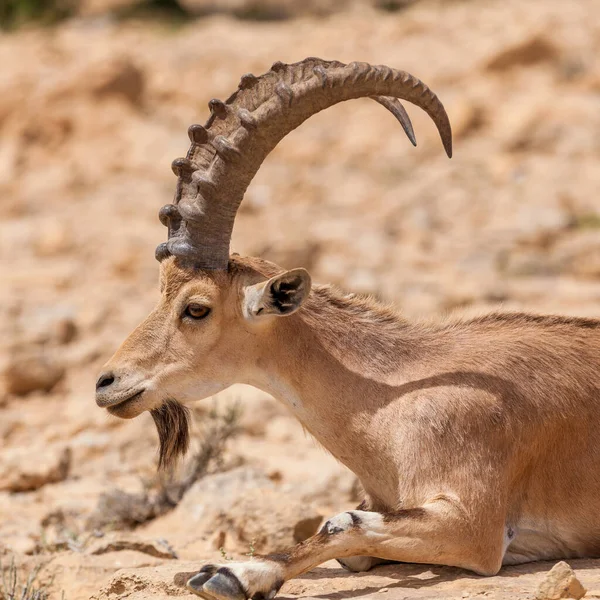 Vista Cabra Núbia Ibex — Fotografia de Stock