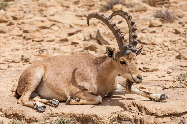 Zicht Nubische Steenbok — Stockfoto