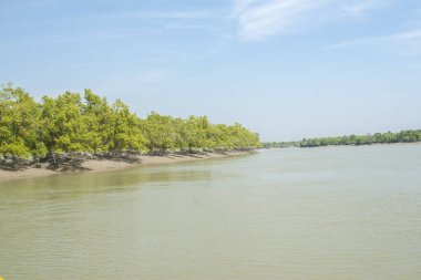 SUNDARBANS, INDIA - CIRCA NOVEMBER 2013: Sundarbans, Kasım 2013 'te Sundarbans' da dünyanın en büyük mangrov ormanı..