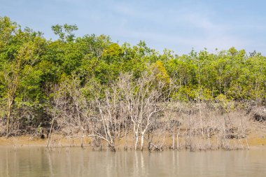SUNDARBANS, INDIA - CIRCA NOVEMBER 2013: Sundarbans, Kasım 2013 'te Sundarbans' da dünyanın en büyük mangrov ormanı..