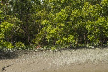 SUNDARBANS, INDIA - CIRCA NOVEMBER 2013: Sundarbans, Kasım 2013 'te Sundarbans' da dünyanın en büyük mangrov ormanı..