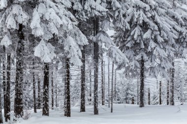 Skrzyczne yamaçlarında güzel bir orman