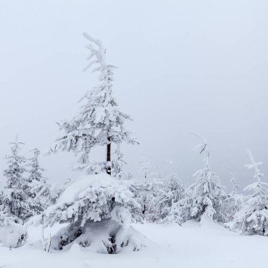 Skrzyczne yamaçlarında güzel bir orman