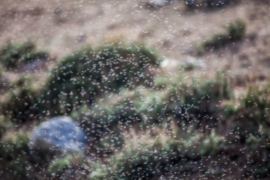 Tacikistan 'daki Bulunkul Gölü üzerindeki binlerce küçük sineğin görüntüsü