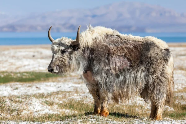 Bela Vista Yak Lago Karakul Pamir Tajiquistão — Fotografia de Stock