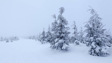 Skrzyczne yamaçlarında güzel bir orman