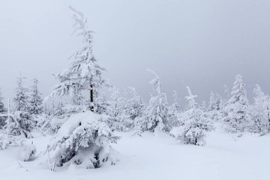 Skrzyczne yamaçlarında güzel bir orman