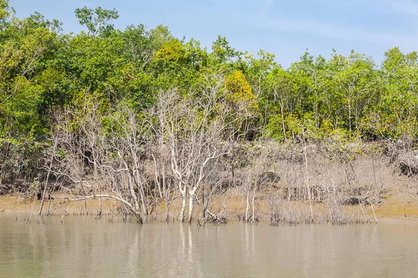 Sundarbans India Circa November 2013 Sundarbans Largest Mangrove Forest World — Stock Photo, Image