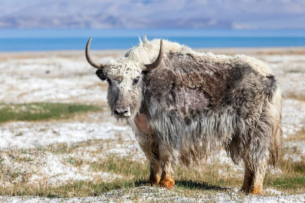 Tacikistan Pamir Deki Karakul Gölü Ndeki Yak Güzel Manzarası — Stok fotoğraf