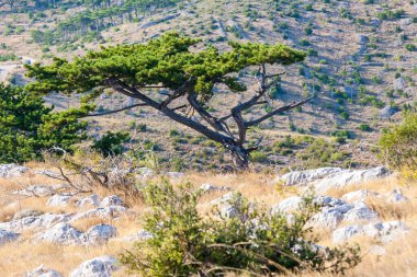 Sveti Nikola 'nın tepesinden Hvar adasının en yüksek manzarası.