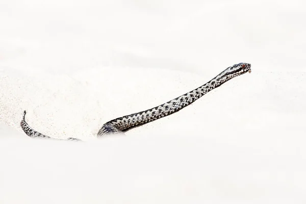 Vipera Berus — Fotografia de Stock