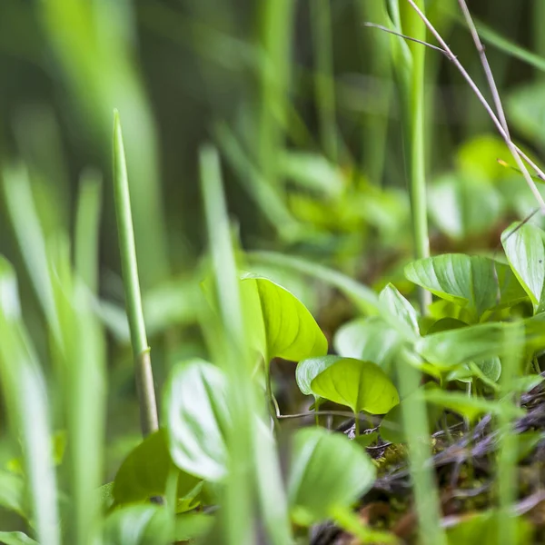 Grass — Stock Photo, Image