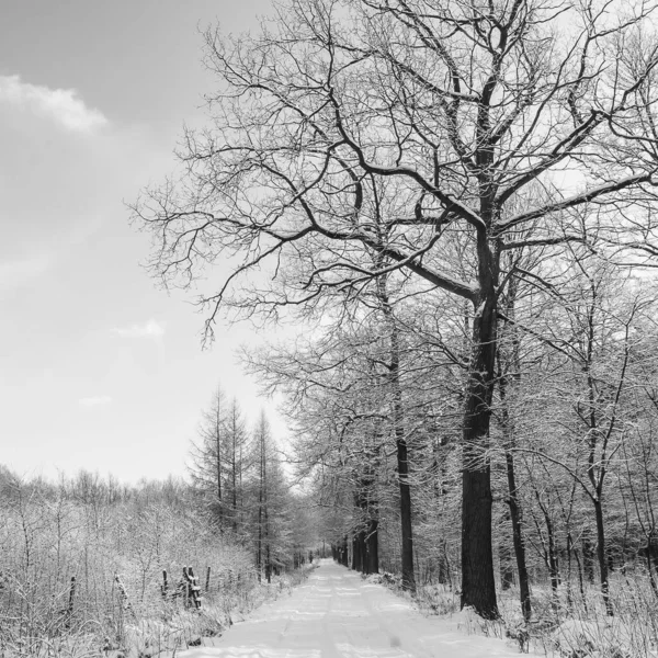 Forest — стоковое фото