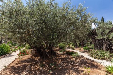 JERUSALEM, ISRAEL - CIRCA MAYIS 2018: Gethsemane 'nin görüntüsü Mayıs 2018' de Kudüs 'te.
