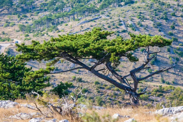 Hermosa Vista Desde Cima Sveti Nikola Más Alta Isla Hvar —  Fotos de Stock