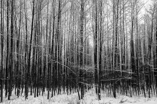 Forêt Hiver — Photo