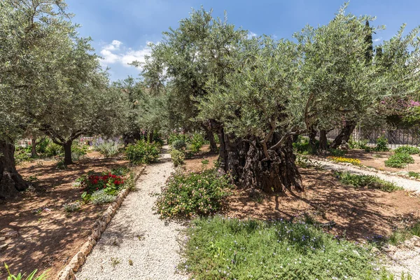 Jerusalem Israel Circa Mayis 2018 Gethsemane Nin Görüntüsü Mayıs 2018 — Stok fotoğraf