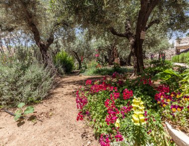 JERUSALEM, ISRAEL - CIRCA MAYIS 2018: Gethsemane 'nin görüntüsü Mayıs 2018' de Kudüs 'te.