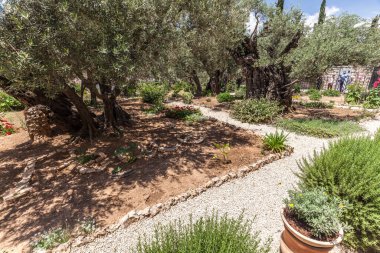 JERUSALEM, ISRAEL - CIRCA MAYIS 2018: Gethsemane 'nin görüntüsü Mayıs 2018' de Kudüs 'te.