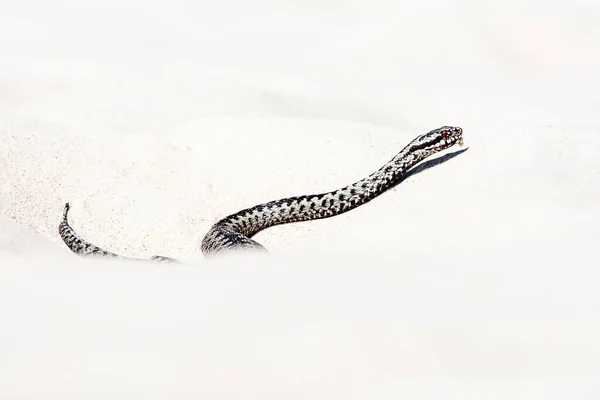 Vipera Berus — Foto Stock