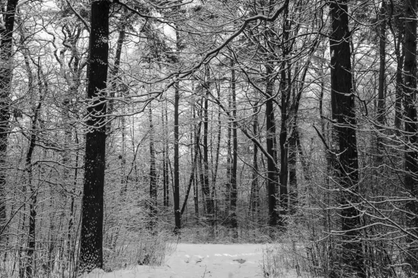 Bosque Invierno — Foto de Stock