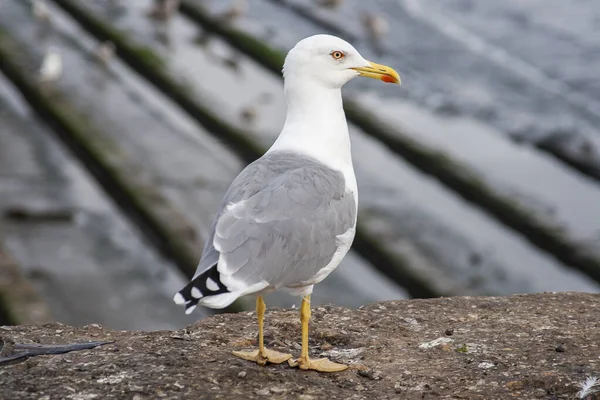 Fågel — Stockfoto