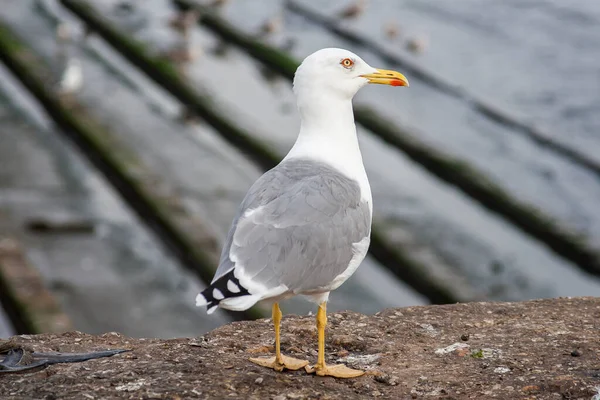 Fågel — Stockfoto