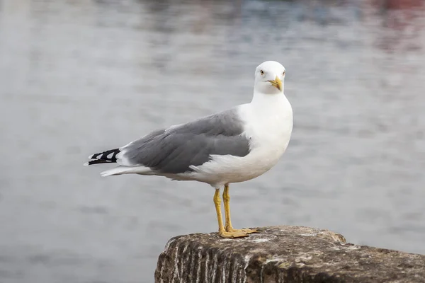 Fågel — Stockfoto