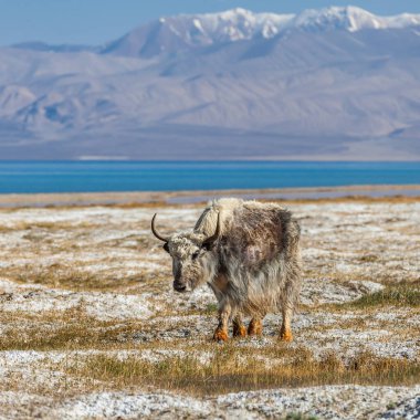 Tacikistan, Pamir 'deki Karakul Gölü' ndeki Yak 'ın güzel manzarası.