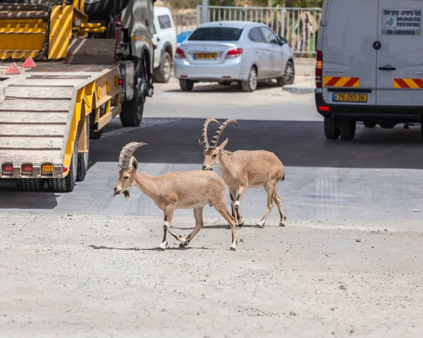 Mitzpe Ramon Israel Circa Maio 2018 Vista Ibex Núbio Por — Fotografia de Stock