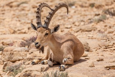 View of Nubian ibex goat. clipart