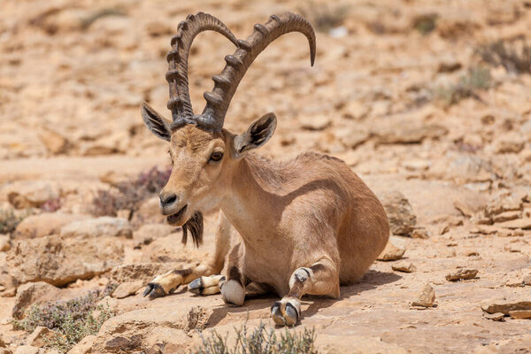 View of Nubian ibex goat.
