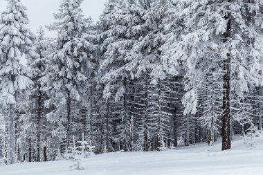 Skrzyczne yamaçlarında güzel bir orman