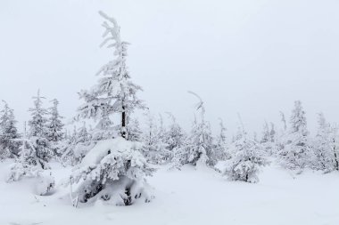 Skrzyczne yamaçlarında güzel bir orman
