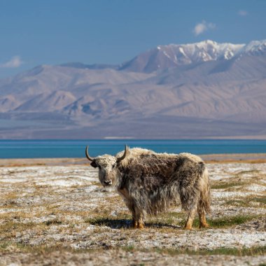 Tacikistan, Pamir 'deki Karakul Gölü' ndeki Yak 'ın güzel manzarası.