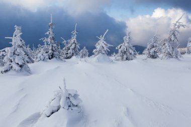 Skrzyczne yamaçlarında güzel bir orman
