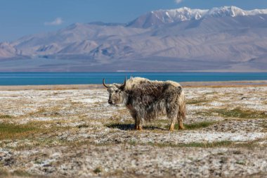 Tacikistan, Pamir 'deki Karakul Gölü' ndeki Yak 'ın güzel manzarası.
