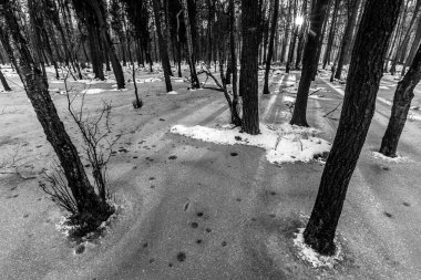 Korkunç kış ormanının güzel manzarası..