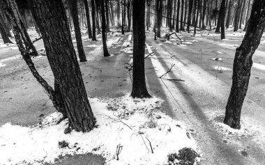 Korkunç kış ormanının güzel manzarası..