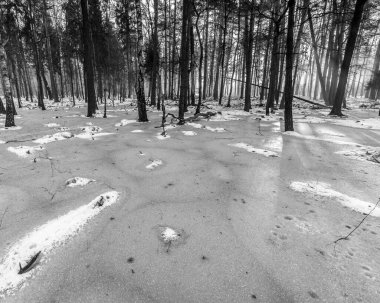 Korkunç kış ormanının güzel manzarası..