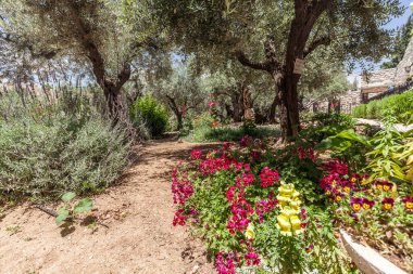 JERUSALEM, ISRAEL - CIRCA MAYIS 2018: Gethsemane 'nin görüntüsü Mayıs 2018' de Kudüs 'te.