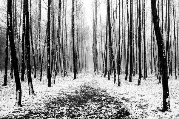 Pădurea — Fotografie, imagine de stoc