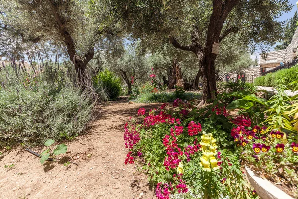 JERUSALEM, ISRAEL - CIRCA MAY 2018: View of Gethsemane circa May 2018 in Jerusalem. — Stock Image Jerusalem Israel Circa May 2018 View Gethsemane Circa May 2018 Stock Image