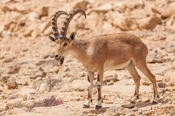 Vista Cabra Núbia Ibex — Fotografia de Stock