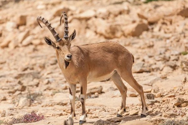 Vista Cabra Núbia Ibex — Fotografia de Stock