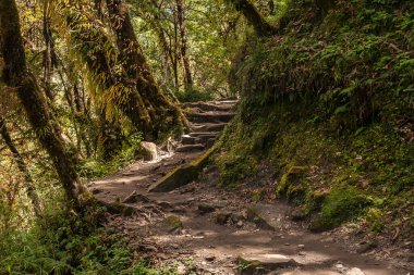 BUPSA, NEPAL - CIRCA ECTOBER 2013: Bupsa 'dan Chheplung' a giden yol Ekim 2013 dolaylarında Bupsa 'daki rhododendron ormanından kısmen geçer.